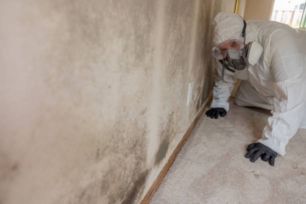 Mold Odor Removal Services in Streetsboro, OH